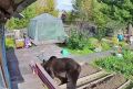 Медведь ломился в дом в Иркутской области