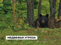 Власти Приангарья усилили защиту от нашествия медведей