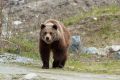 Режим повышенной готовности введён в ряде регионов Сибири из-за медведей
