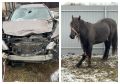 Сибиряк потерял больше миллиона рублей в ДТП с лошадью, но не может найти виновных