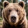 Медведя застрелили рядом с кафе в Братске Иркутской области