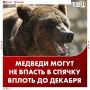 Охотники за сутки застрелили 12 медведей, представлявших опасность для людей в Бурятии, сообщили в Бурприроднадзоре