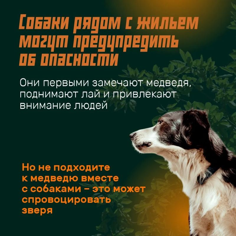 Режим повышенной готовности из-за медведей вводят на всей территории Иркутской области Режим повышенной готовности из-за медведей вводят на всей территории Иркутской области