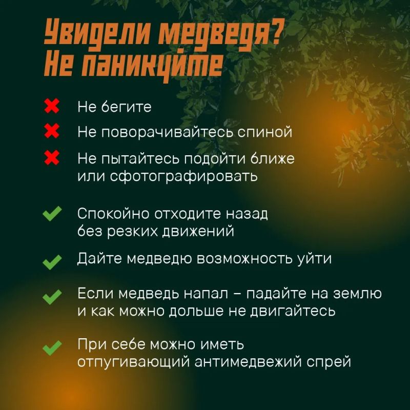 Режим повышенной готовности из-за медведей вводят на всей территории Иркутской области Режим повышенной готовности из-за медведей вводят на всей территории Иркутской области
