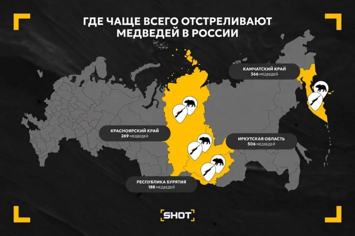 Около 2 тысяч медведей отстрелили в России с начала 2026 года — данные SHOT