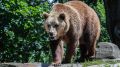 Из-за угрозы нападений медведей жителей Байкальска в Иркутской области доставят до избирательных участков и обратно на спецтранспорте