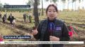 8,5 тысяч сеянцев сосны высадили волонтеры в Иркутском муниципальном округе