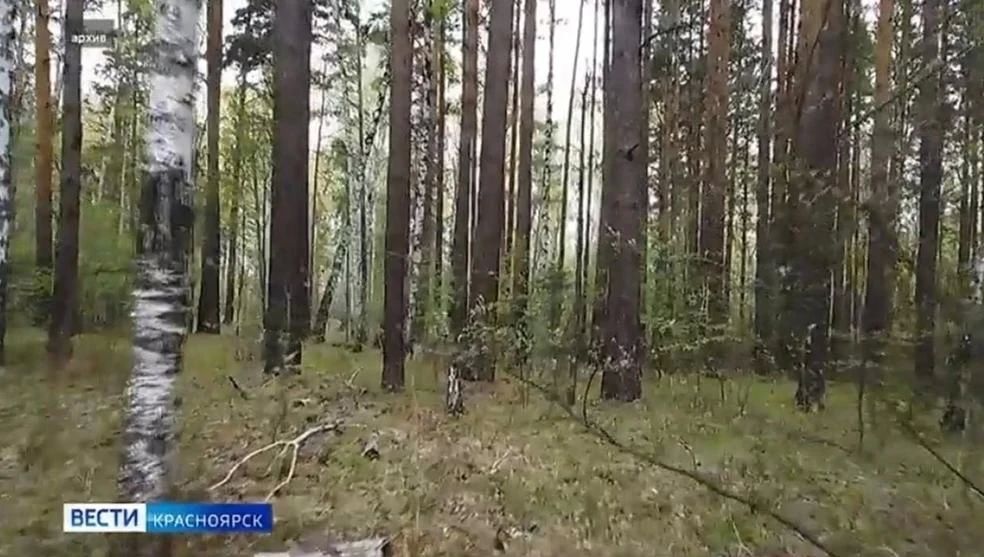 Новости других регионов. На юге Красноярского края спасли 87-летнего мужчину, заблудившегося в лесу Спасатели Минусинского отделения по заявке полиции выехали на поиски 87-летнего мужчины