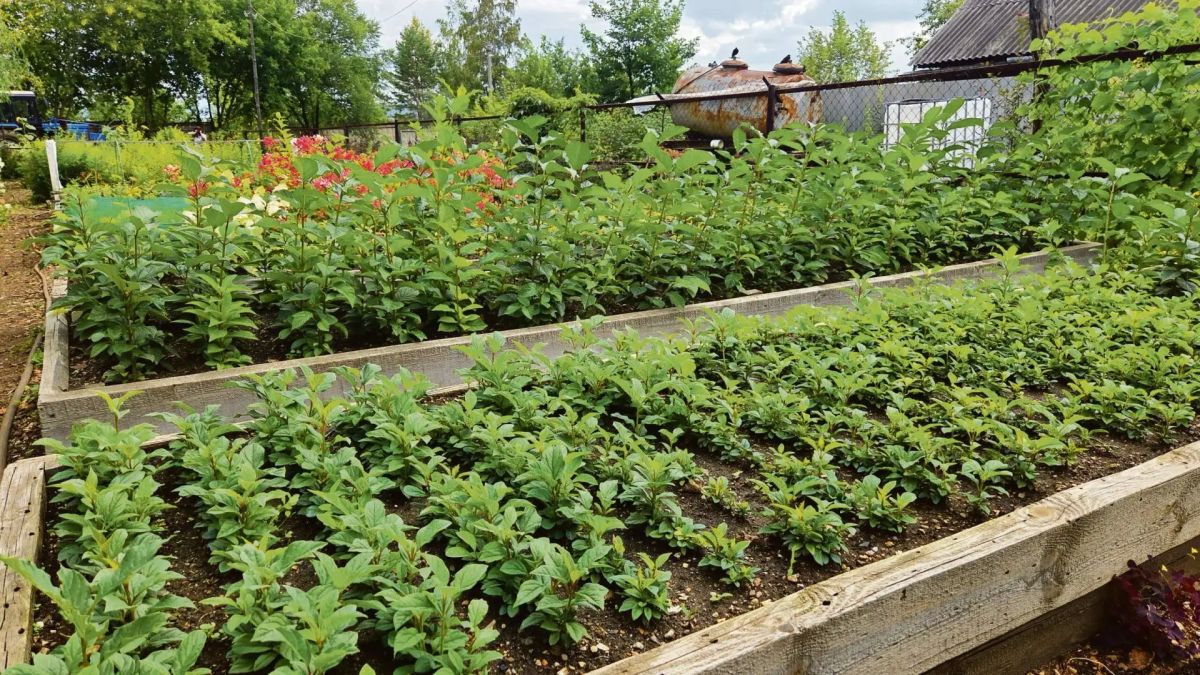Знаете ли вы, что «Горзеленхоз» — это не только теплицы на улице Омулевского, где зимой растет целый миллион тюльпанов, но еще и два лесопитомника в черте города — «Ерши» и «Рабочее»? Это что-то вроде детских садов для... Знаете ли вы, что «Горзеленхоз» — это не только теплицы на улице Омулевского, где зимой растет целый миллион тюльпанов, но еще и два лесопитомника в черте города — «Ерши» и «Рабочее»? Это что-то вроде детских садов для...