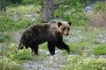 И зимой не будет спокойствия: в России может увеличиться число агрессивных медведей-шатунов