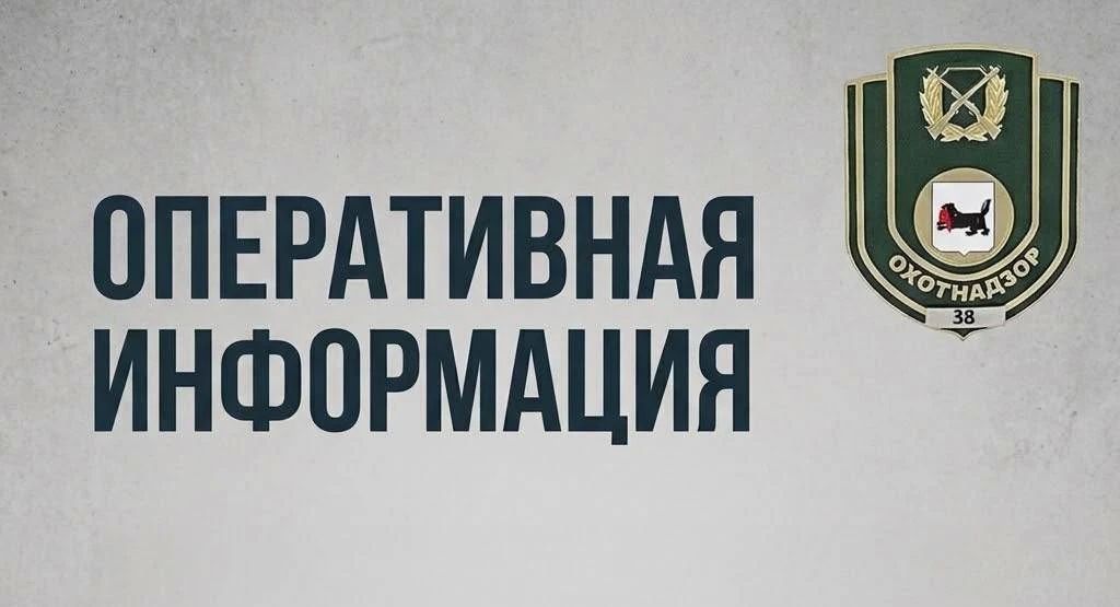 За прошедшие сутки в Систему-112 Иркутской области поступило 82 сообщения о появлении медведей