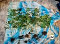 УстьИлимске пресекли незаконное культивирование конопли: мужчина выращивал наркосодержащие растения на балконе