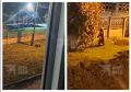 Медведь вышел к детскому саду в селе под Ангарском