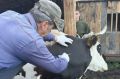 В Приангарье вакцинировано от ЗУДа свыше 224 тыс