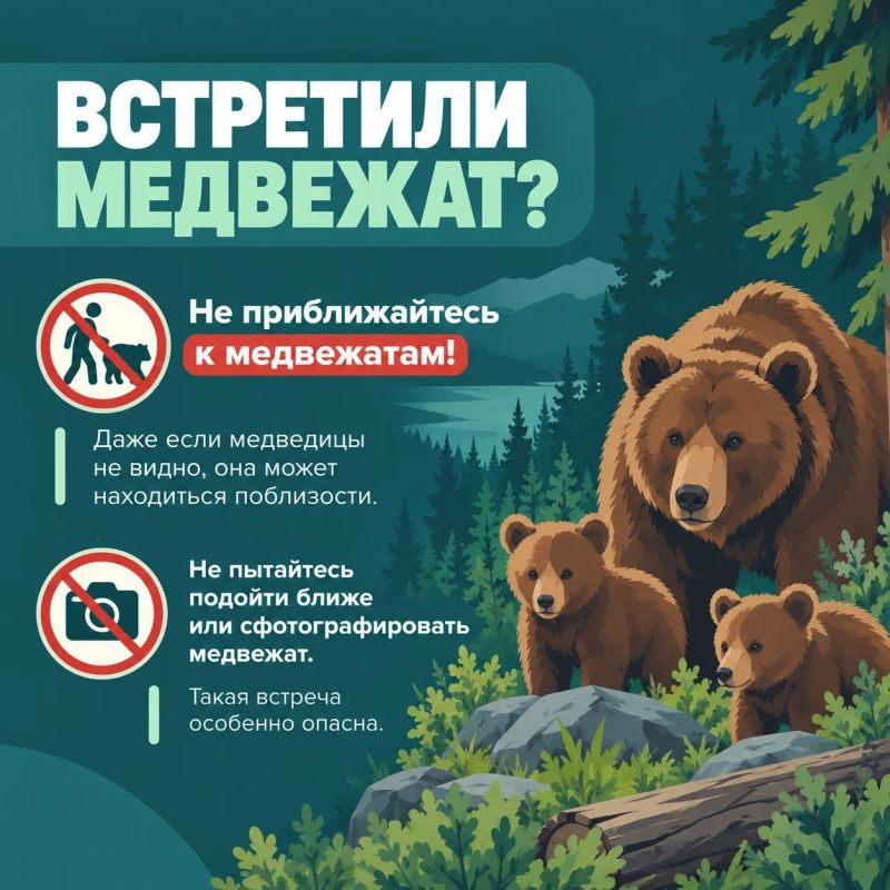 Что делать при встрече с медведем? Что делать при встрече с медведем?