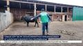 Укол здоровья. Свыше 224 тысяч сельхозживотных вакцинировали от ЗУДа в Прибайкалье