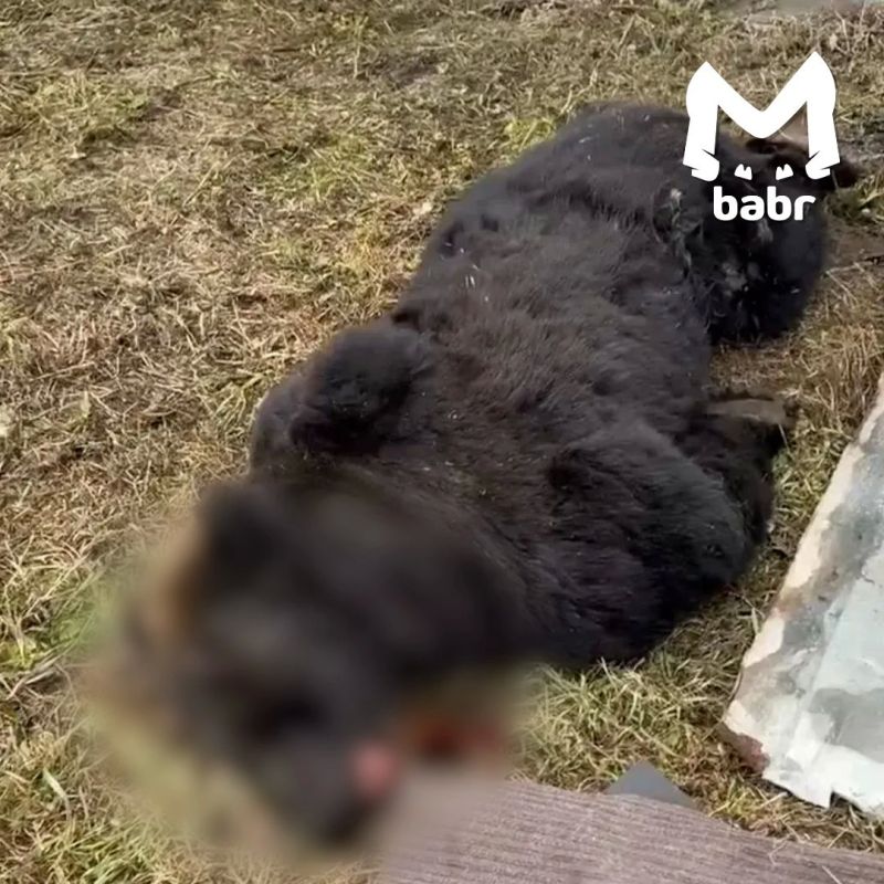 Медведь сорвал дверь в школьную столовую в селе Иркутской области