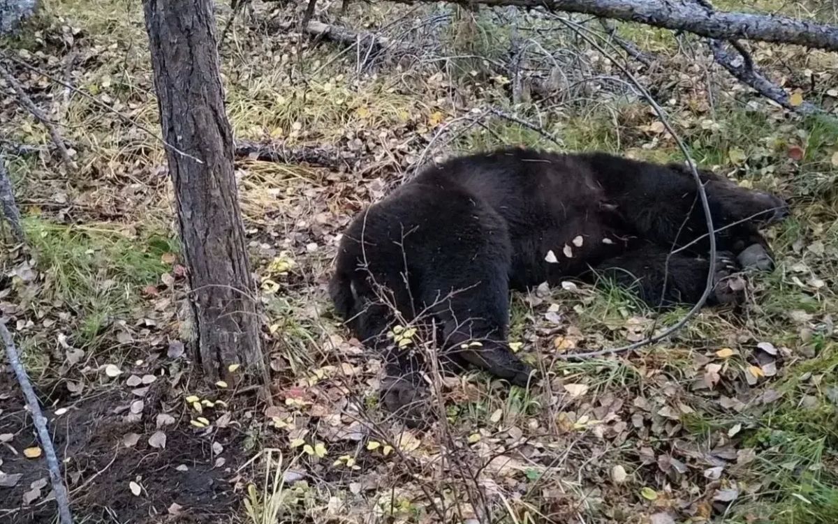 Следователи СК проводят проверки по фактам гибели мужчин в результате нападения медведей