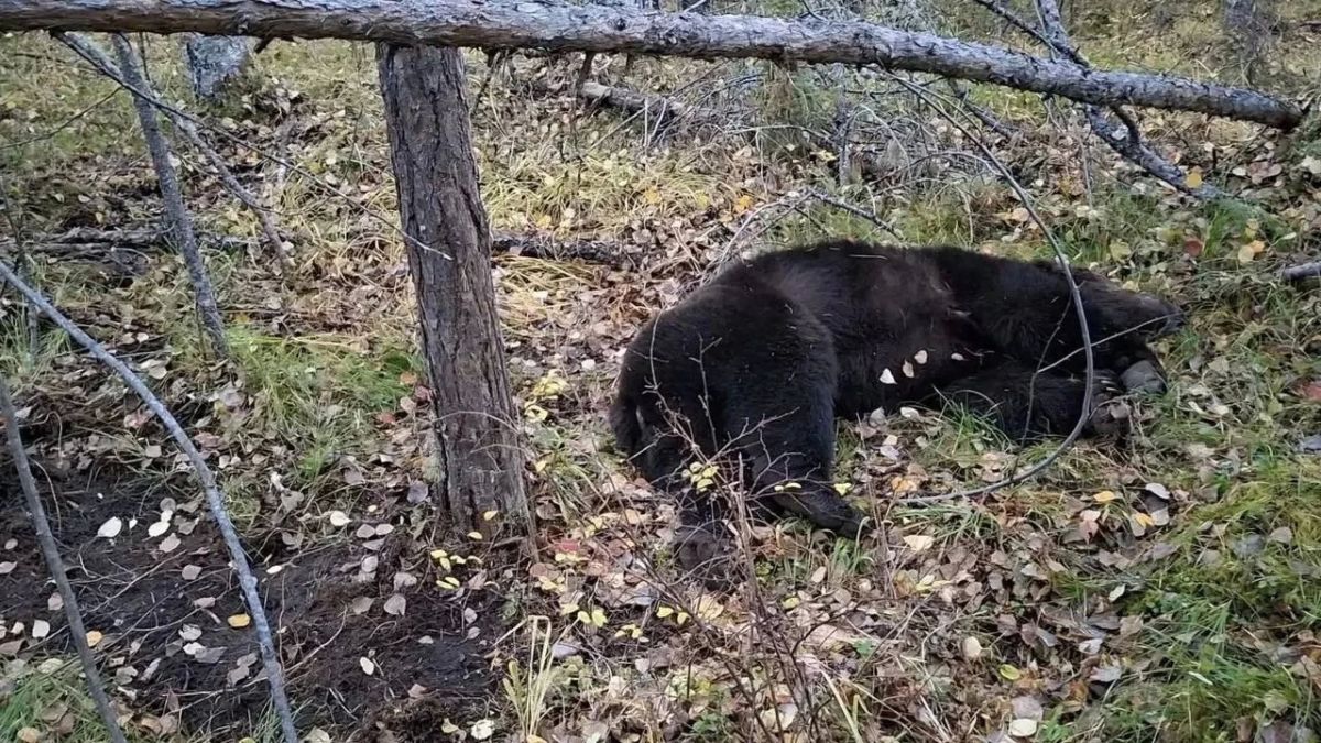 Двое мужчин погибли от нападения медведей в Иркутской области за эти выходные