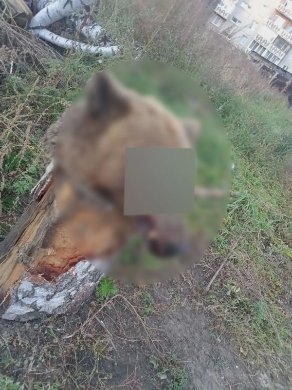 В Ангарске полицейские проводят проверку по факту обнаружения медвежьей головы во дворе жилого дома