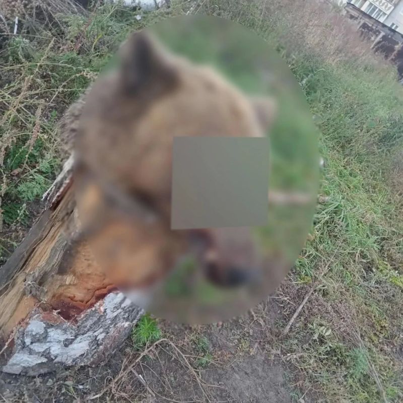 Голову медведя обнаружили во дворе жилого дома в Ангарске Иркутской области, сообщает ГУ МВД по региону