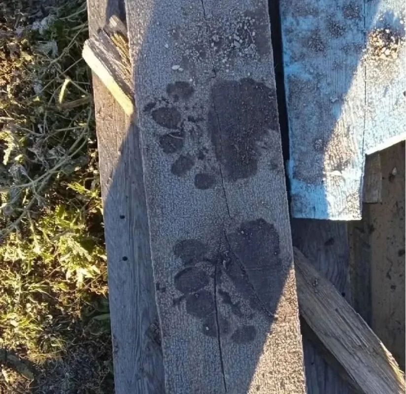Медведя застрелили после нападения на свинью в забайкальском селе Медведя застрелили после нападения на свинью в забайкальском селе