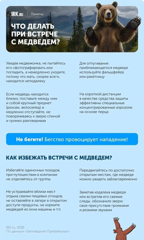 Встреча с медведем: как себя обезопасить