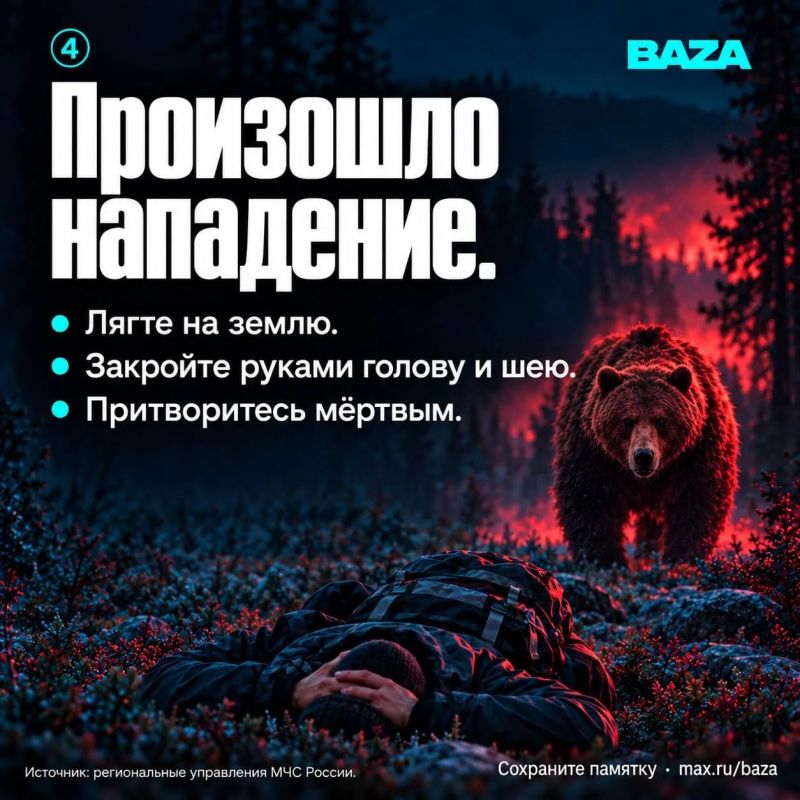 Медведи всё чаще выходят к людям Медведи всё чаще выходят к людям