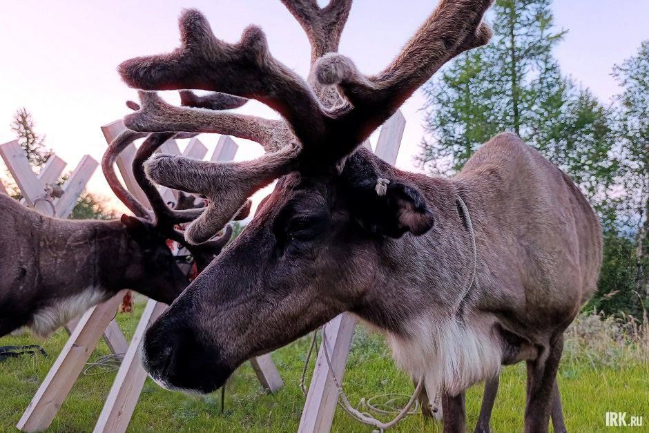 Ямальские приключения: от "Олимпа" до северного сияния