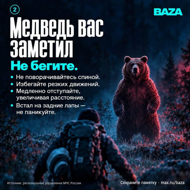 Медведи всё чаще выходят к людям Медведи всё чаще выходят к людям