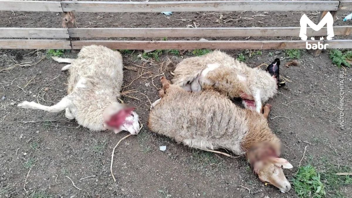 Пять мёртвых овец нашли в селе Забайкалья