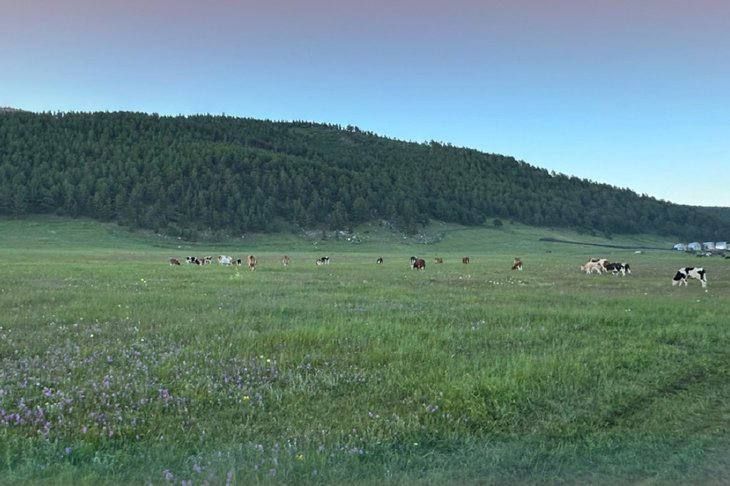 Медведи напали на корову в Прибайкальском нацпарке