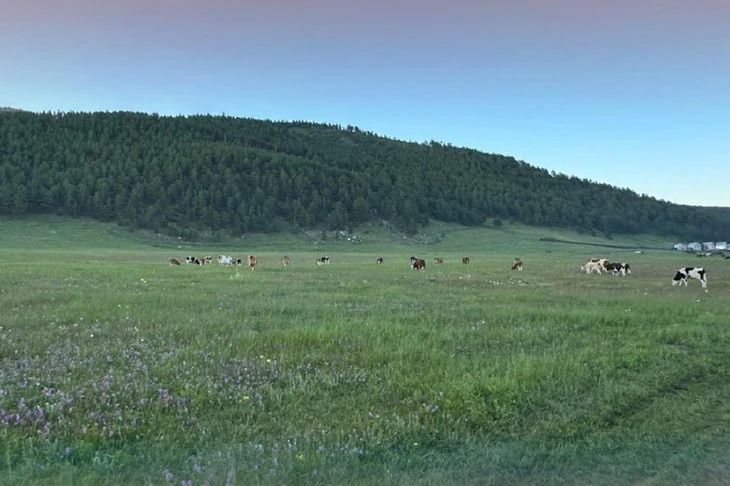 Возле Большого Голоустного заметили двух медведей