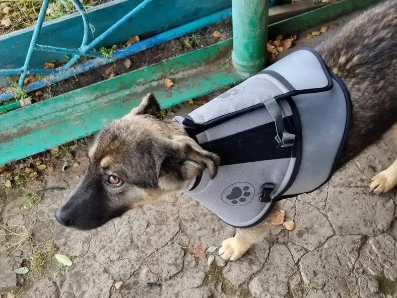 Щенок лайки спас семью из Усть-Кута при встрече с медведем