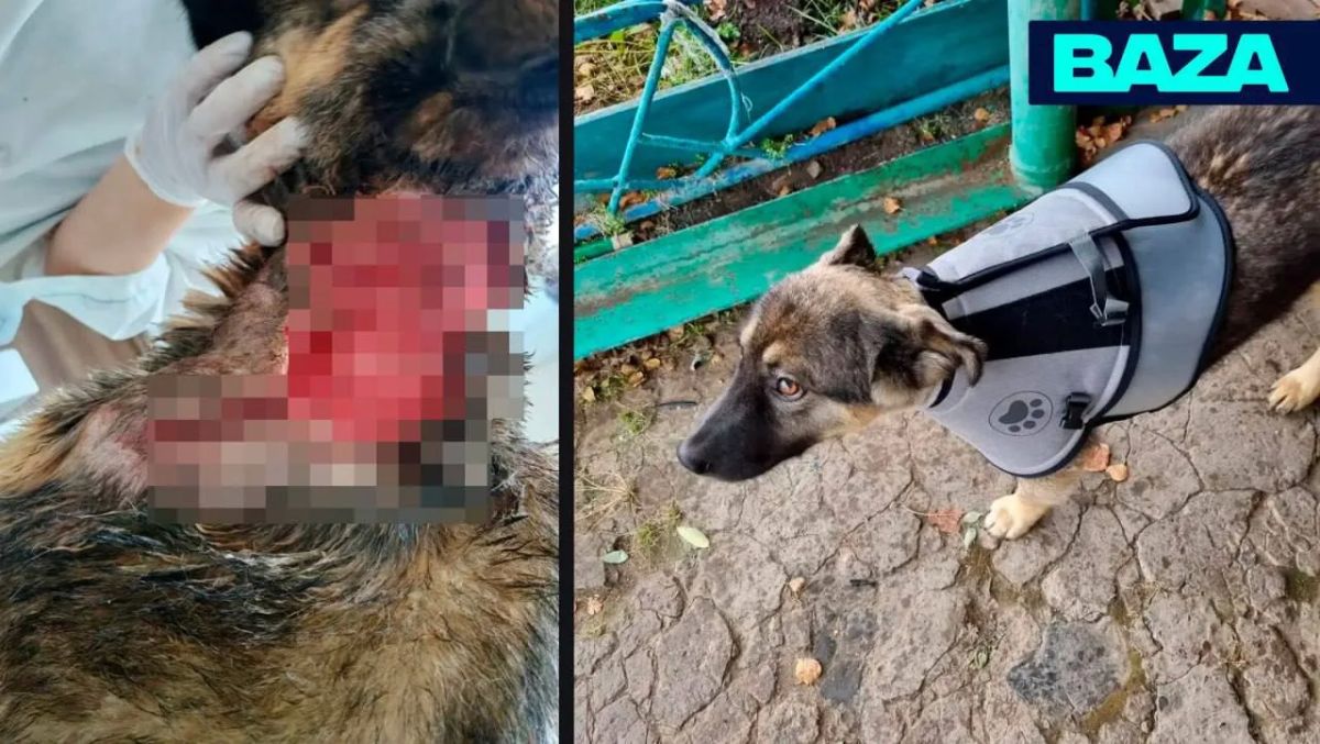 Щенок восточносибирской лайки спас семью от медведя в Иркутской области — сам он получил рваные раны шеи
