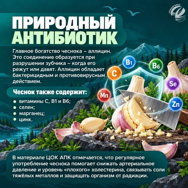 Как выбрать чеснок и сохранить его до весны Как выбрать чеснок и сохранить его до весны