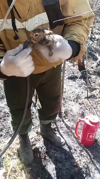 Лесные пожарные Иркутской области спасли зайчонка от огня