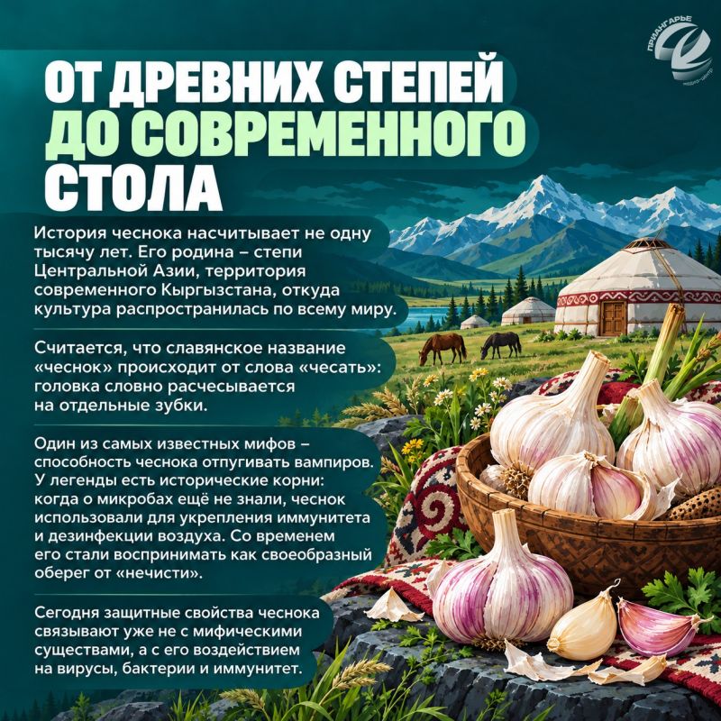Как выбрать чеснок и сохранить его до весны Как выбрать чеснок и сохранить его до весны
