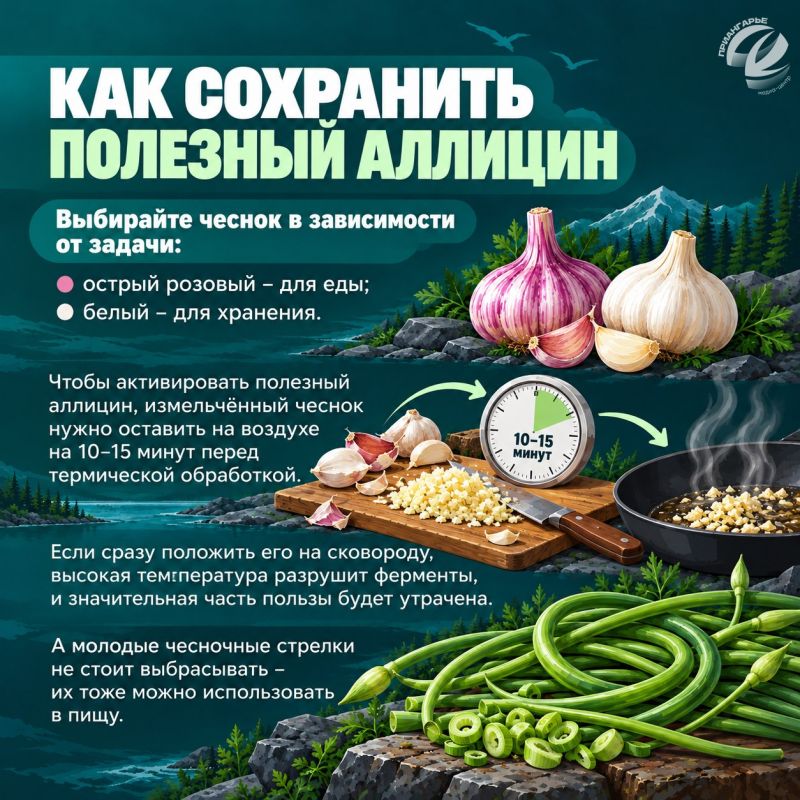 Как выбрать чеснок и сохранить его до весны Как выбрать чеснок и сохранить его до весны