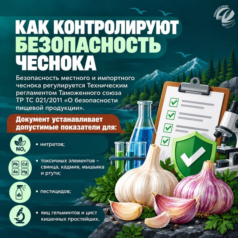 Как выбрать чеснок и сохранить его до весны Как выбрать чеснок и сохранить его до весны