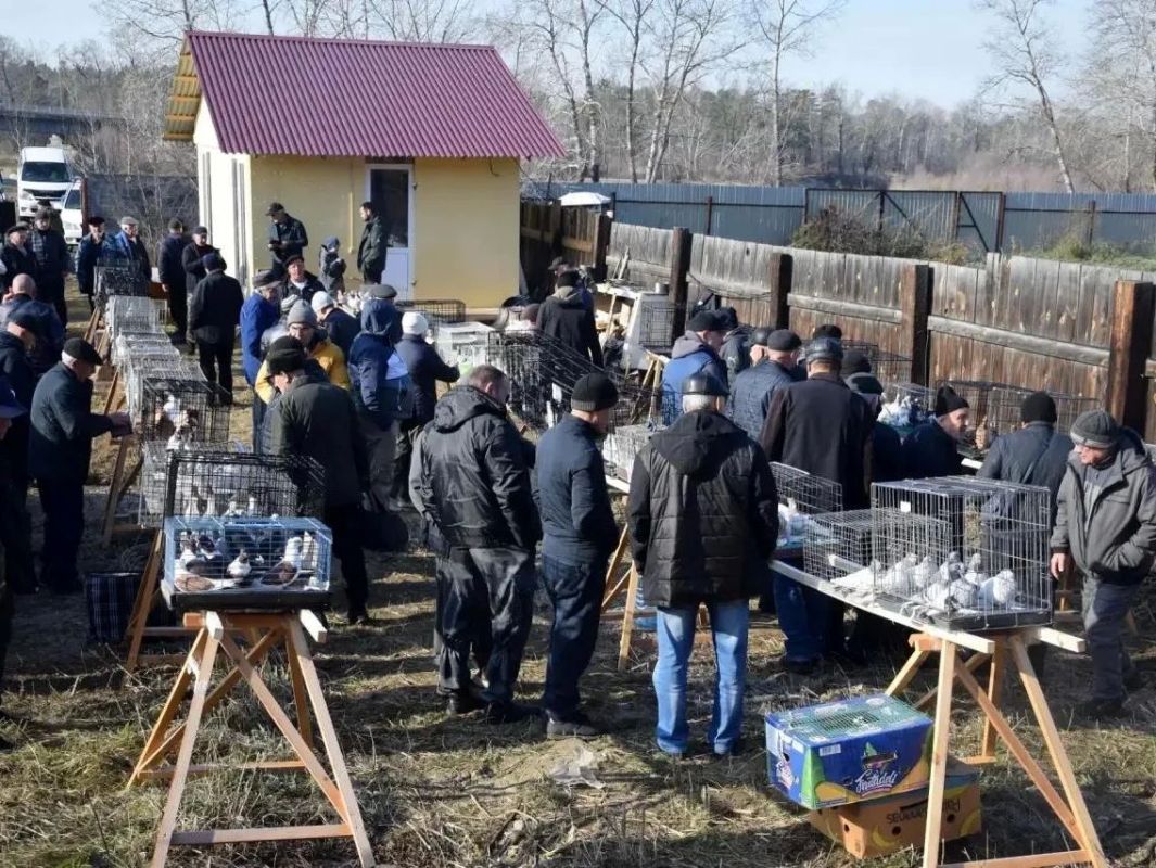 Выставка голубей Иркутской области состоялась в Ангарске Выставка голубей Иркутской области состоялась в Ангарске
