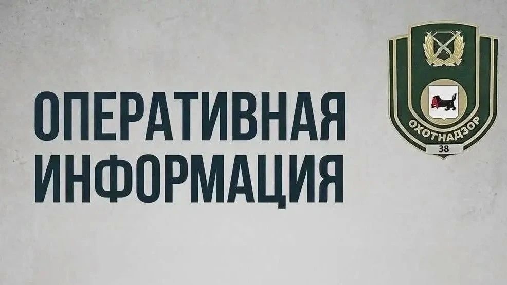 За прошедшие сутки в Систему-112 Иркутской области поступило 18 сообщений о появлении медведей