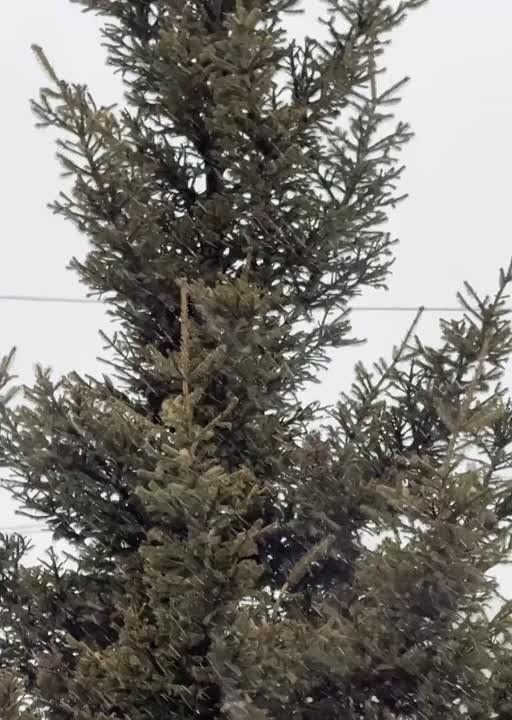 Иркутяне готовятся к встрече Нового года