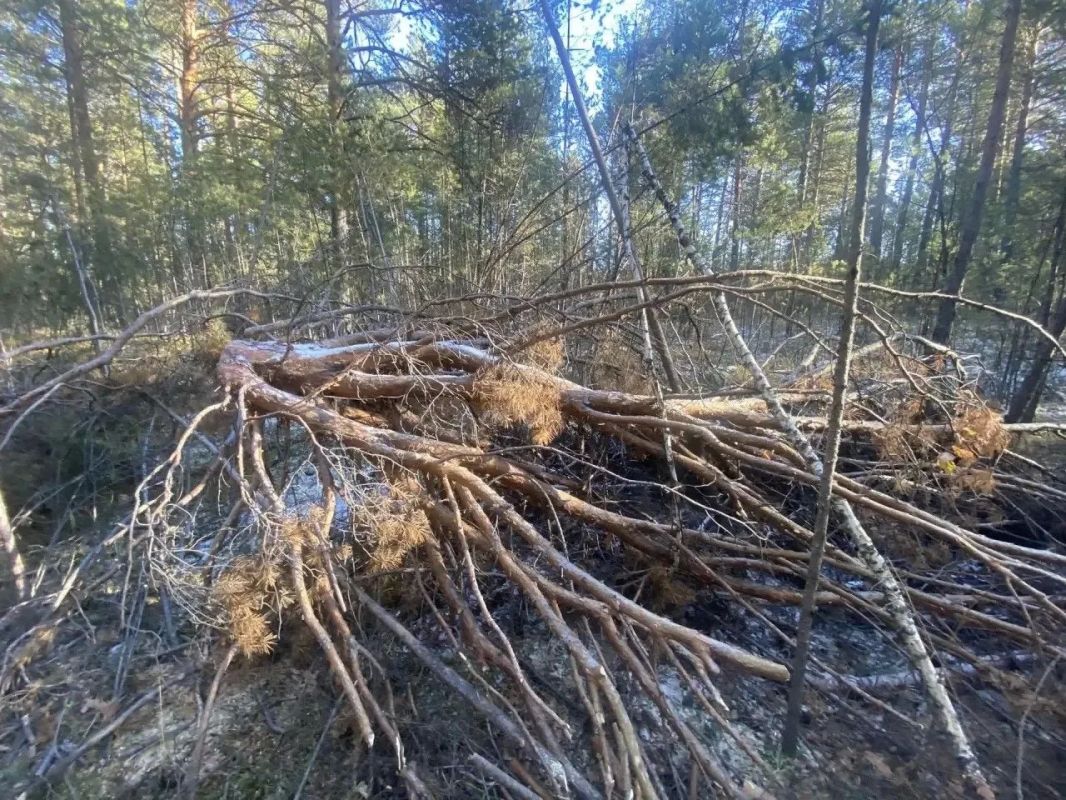 В Зиме сотрудники полиции пресекли незаконную рубку леса и транспортировку древесины В Зиме сотрудники полиции пресекли незаконную рубку леса и транспортировку древесины