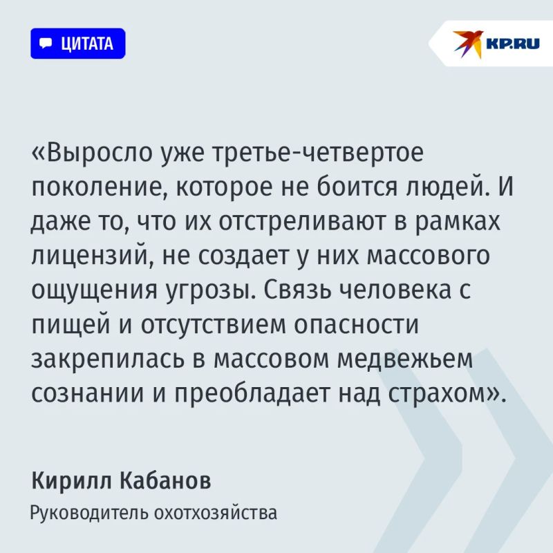 Медведь идет к людям за легкой добычей: Какие меры спасут россиян от агрессивного зверя Медведь идет к людям за легкой добычей: Какие меры спасут россиян от агрессивного зверя
