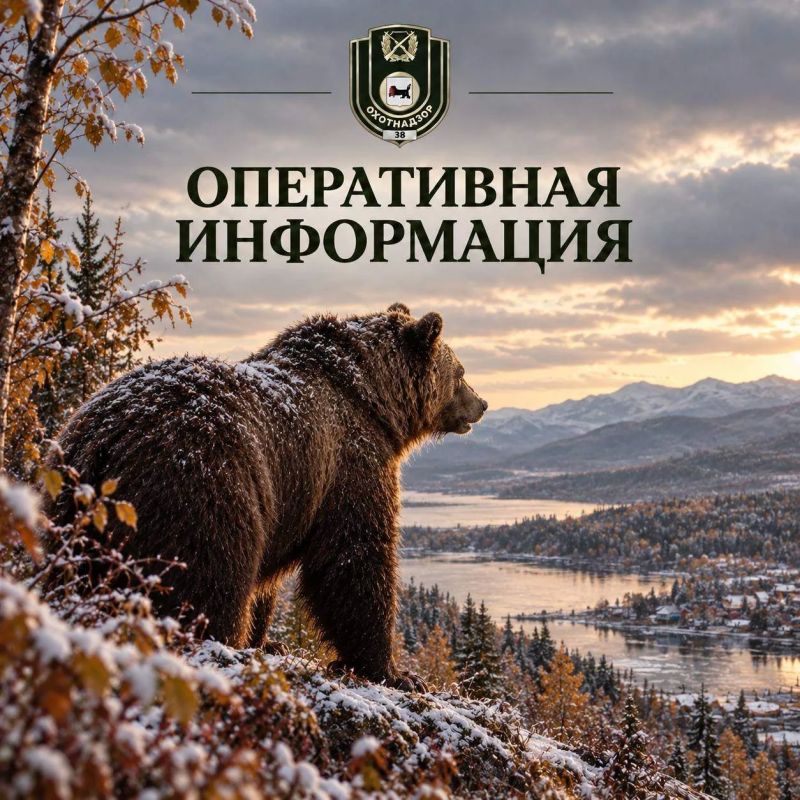 За прошедшие сутки в Систему-112 Иркутской области поступило 7 сообщений о появлении медведей