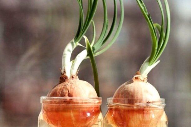 Лук на подоконнике: не просто растение, а источник уюта и воспоминаний