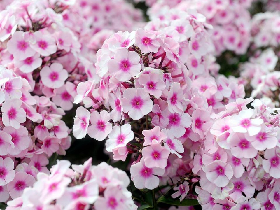 Как заменить газон почвопокровниками: идеальные растения для вашего сада