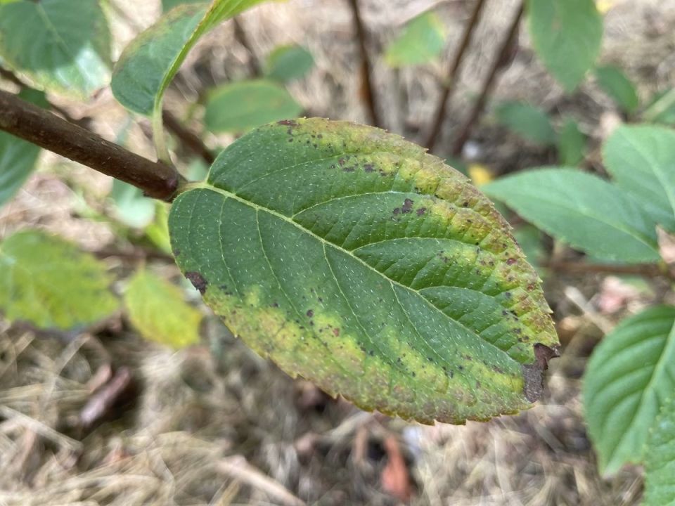 Как спасти метельчатые гортензии от листьев с белой каймой