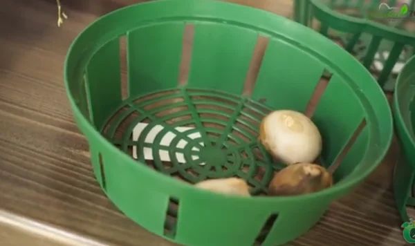 Корзины для луковичных: идеальный выбор для тюльпанов или нет?